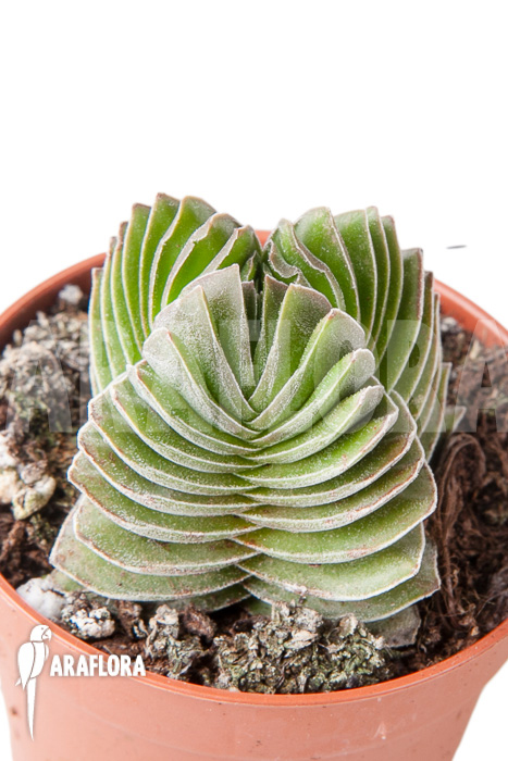 Crassula &lsquo;Buddha&rsquo;s temple&rsquo; &lsquo;S&rsquo;