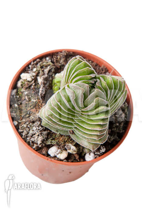 Crassula &lsquo;Buddha&rsquo;s temple&rsquo; &lsquo;S&rsquo;