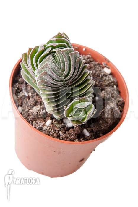 Crassula &lsquo;Buddha&rsquo;s temple&rsquo; &lsquo;S&rsquo;