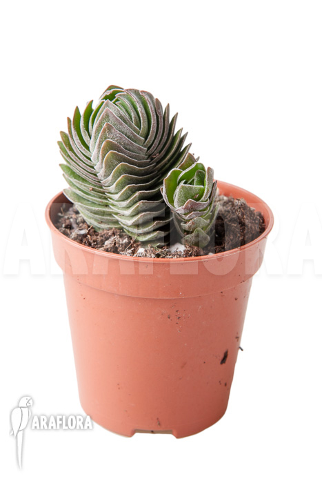 Crassula &lsquo;Buddha&rsquo;s temple&rsquo; &lsquo;S&rsquo;