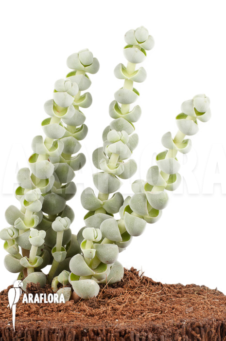 Crassula deceptor