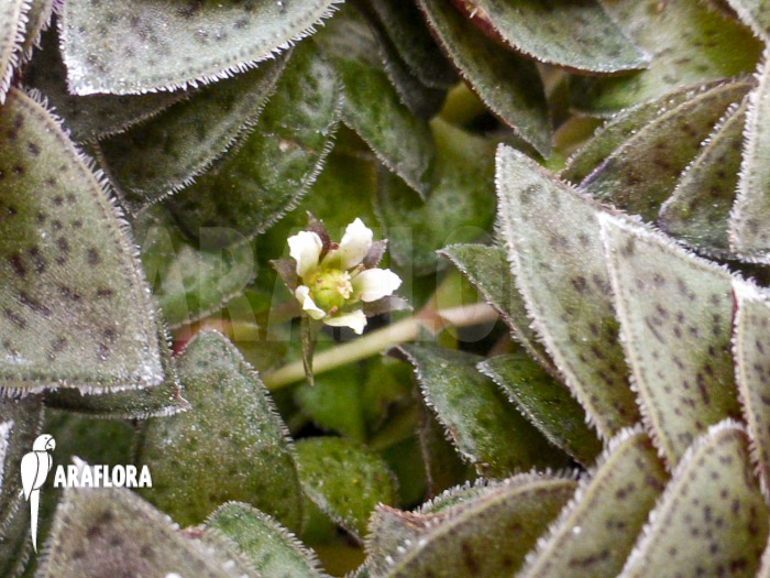 Crassula exilis subs. Picturata