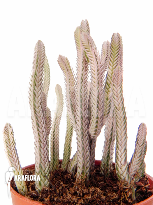 Crassula lycopodiodides &lsquo;Rhapsody in pink&rsquo;