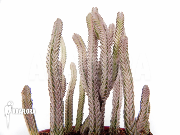 Crassula lycopodiodides &lsquo;Rhapsody in pink&rsquo;