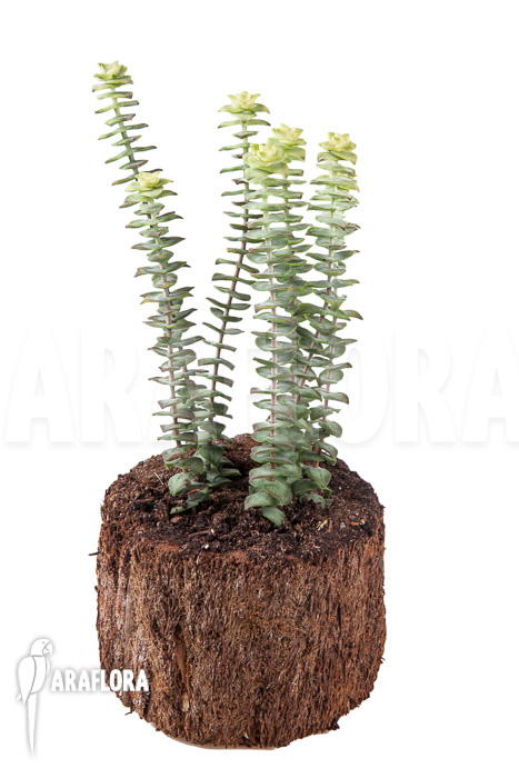 Crassula perforata variegata &lsquo;Strings of Buttons&rsquo;