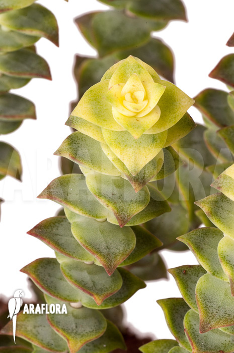 Crassula perforata variegata &lsquo;Strings of Buttons&rsquo;