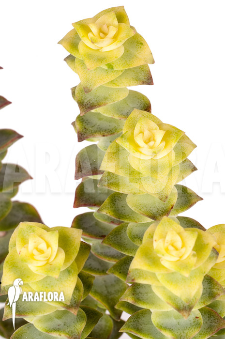 Crassula perforata variegata &lsquo;Strings of Buttons&rsquo;