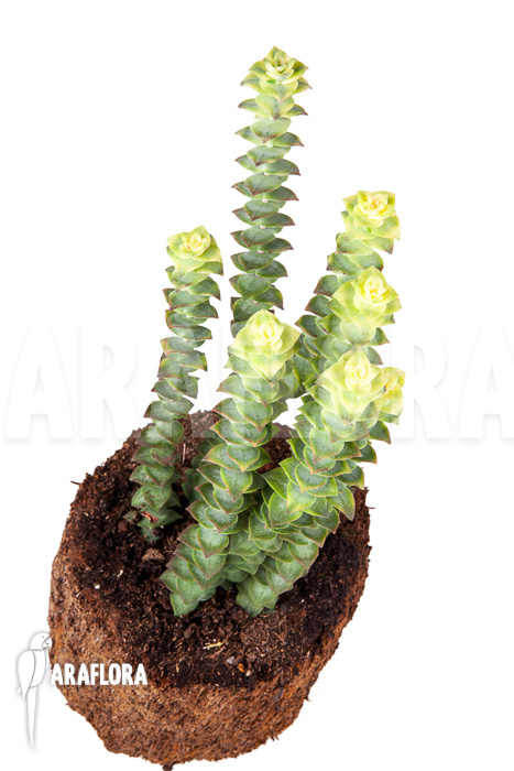 Crassula perforata variegata &lsquo;Strings of Buttons&rsquo;