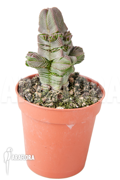 Crassula pyramidalis &lsquo;S&rsquo;