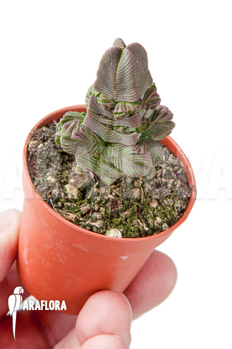 Crassula pyramidalis &lsquo;S&rsquo;