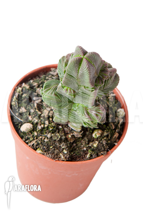 Crassula pyramidalis &lsquo;S&rsquo;