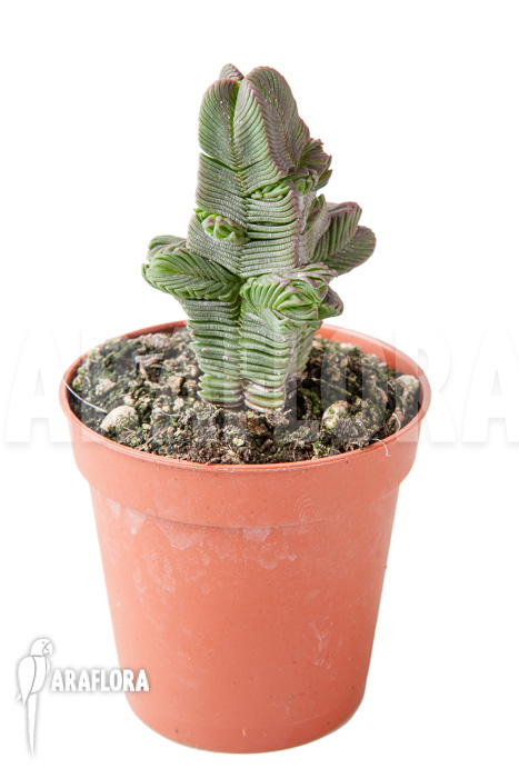 Crassula pyramidalis &lsquo;S&rsquo;