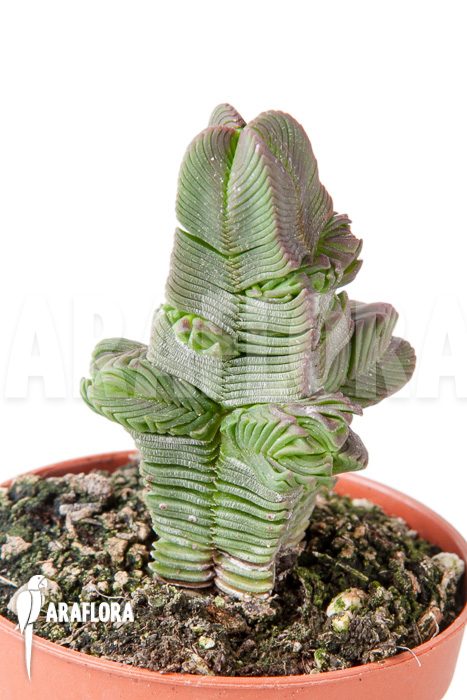 Crassula pyramidalis &lsquo;S&rsquo;