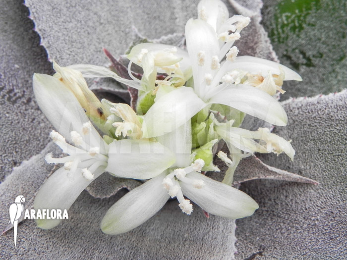Cryptanthus argyrophyllus flower