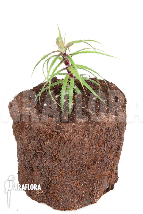 Cryptanthus microglazioui &lsquo;Starter&rsquo;