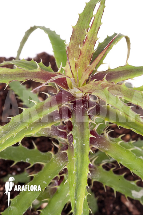 Cryptanthus microglazioui &lsquo;Starter&rsquo;