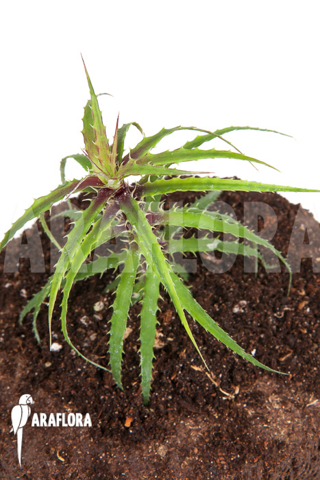 Cryptanthus microglazioui &lsquo;Starter&rsquo;