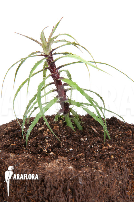 Cryptanthus microglazioui &lsquo;Starter&rsquo;