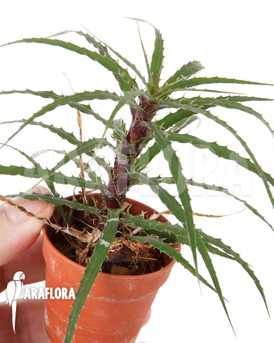 Cryptanthus microglazioui &lsquo;Starter&rsquo;