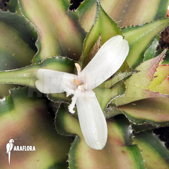 Cryptanthus x &lsquo;Pink Starlight&rsquo;