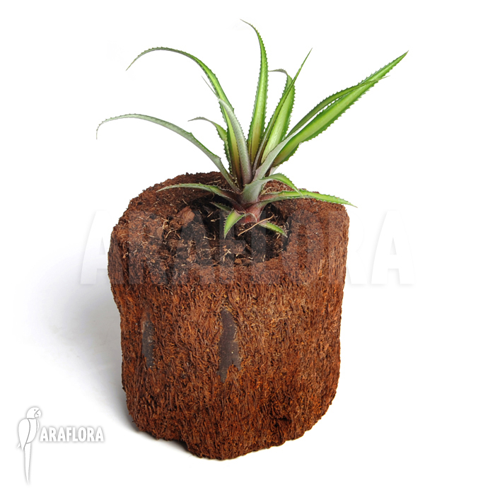 Cryptanthus x &lsquo;Pink&rsquo;