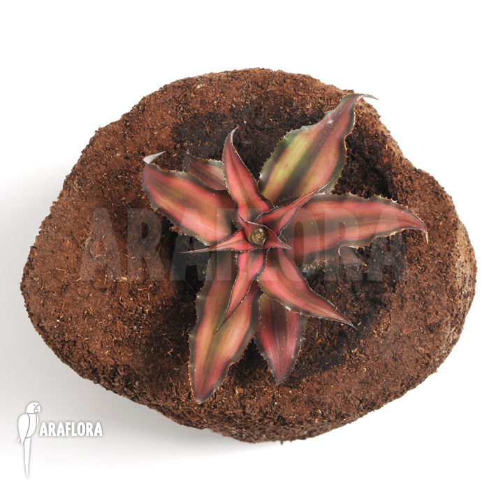Cryptanthus x &lsquo;Rosens&rsquo;