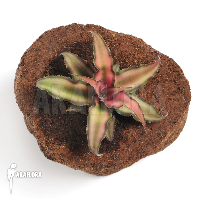 Cryptanthus x &lsquo;Rosens&rsquo;