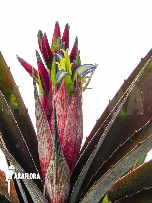 Cryptbergia x &lsquo;Red Burst&rsquo; flower