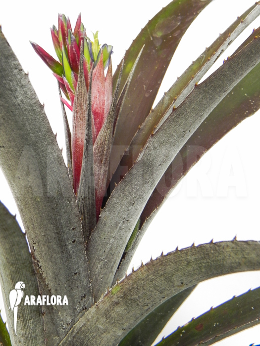 Cryptbergia x &lsquo;Red Burst&rsquo; flower