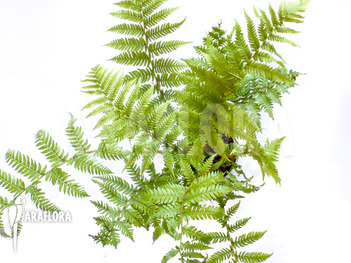 Cyathea australis &lsquo;Starter&rsquo;