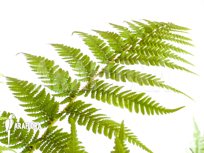 Cyathea australis &lsquo;Starter&rsquo;