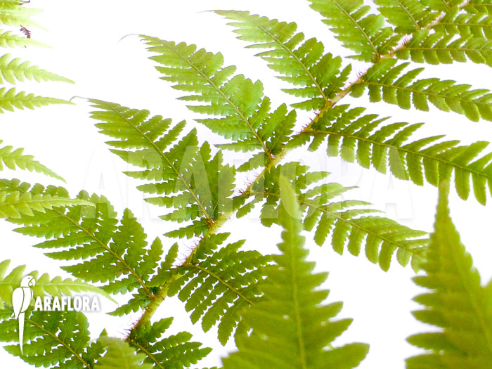 Cyathea australis &lsquo;Starter&rsquo;