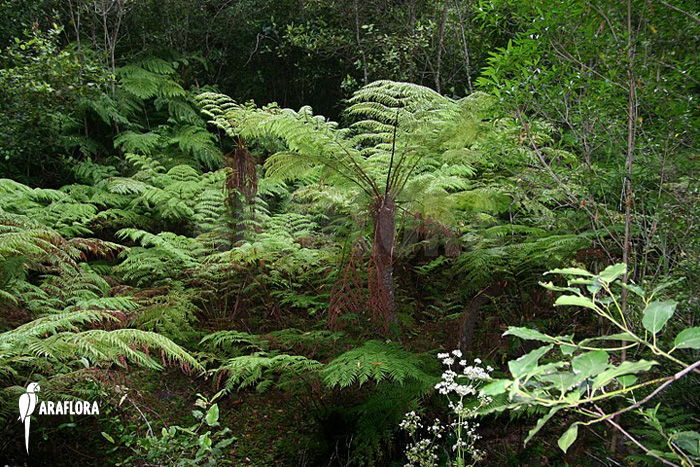 Cyathea capensis