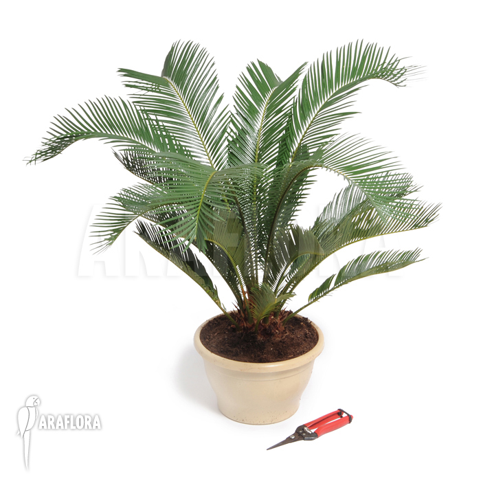 Cycas revolta &lsquo;S&rsquo;