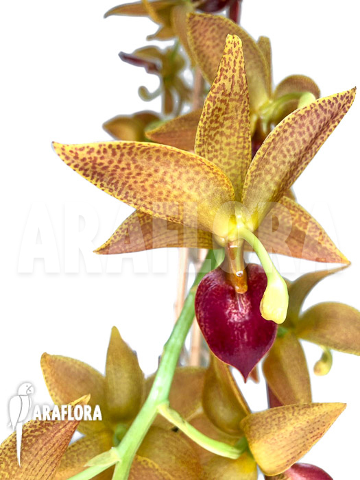 Cycnoches &lsquo;Red Crown&rsquo;