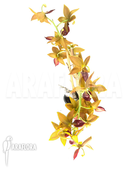 Cycnoches &lsquo;Red Crown&rsquo;