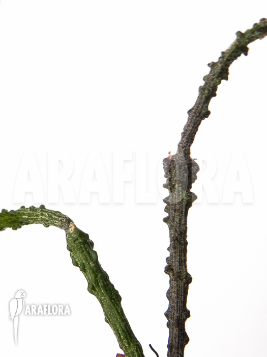 Cynanchum marnierianum