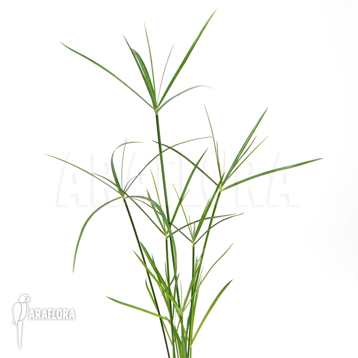 Cyperus alternifolius &lsquo;Mini&rsquo;