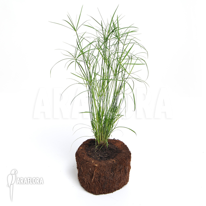 Cyperus alternifolius &lsquo;Mini&rsquo;
