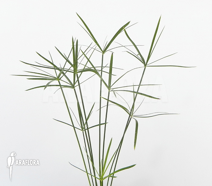 Cyperus alternifolius &lsquo;Mini&rsquo;