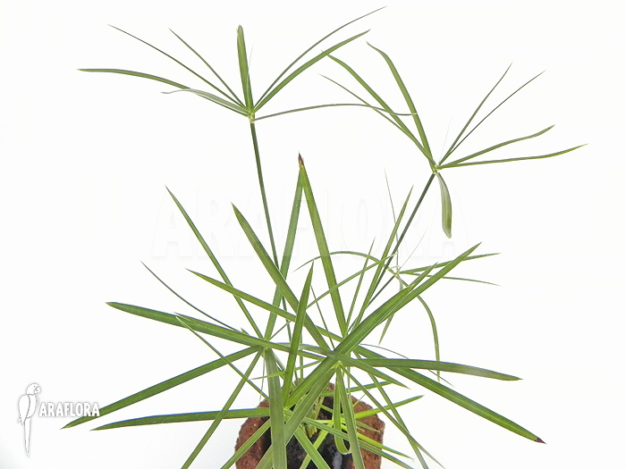 Cyperus alternifolius &lsquo;Mini&rsquo;