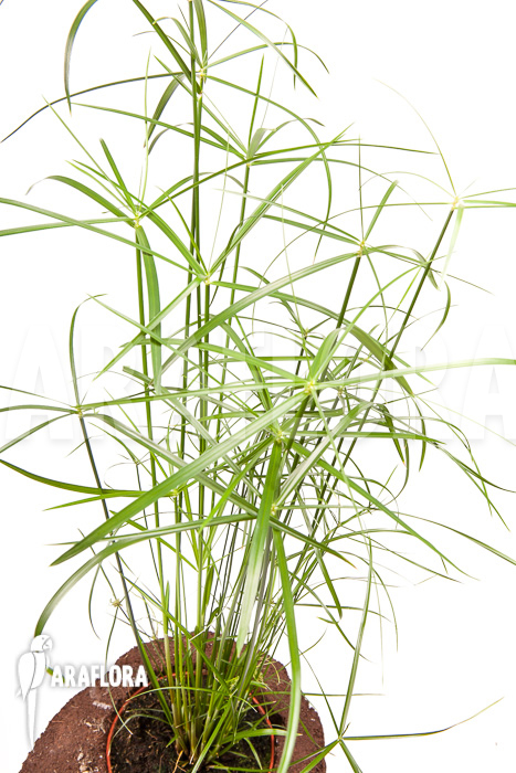 Cyperus involucratus &lsquo;Nana&rsquo;
