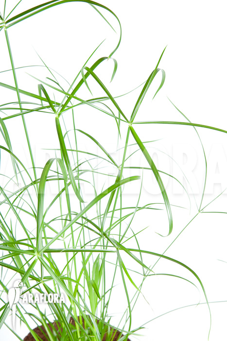 Cyperus involucratus &lsquo;Nana&rsquo;