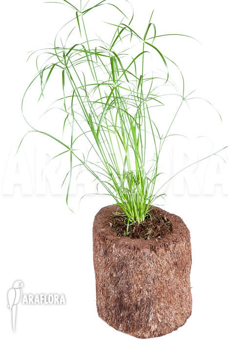 Cyperus involucratus &lsquo;Nana&rsquo;