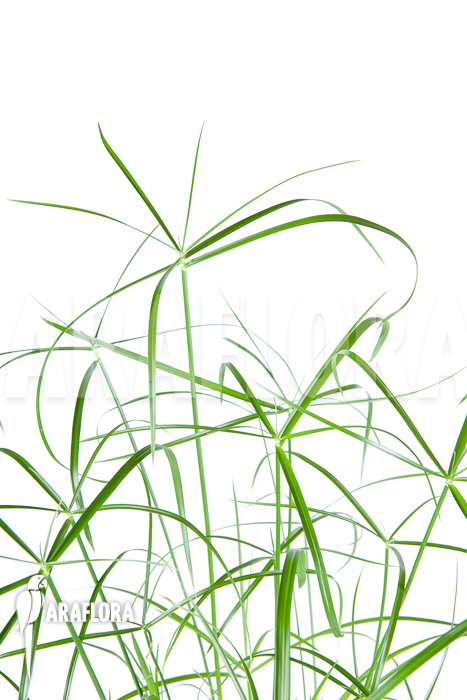 Cyperus involucratus &lsquo;Nana&rsquo;