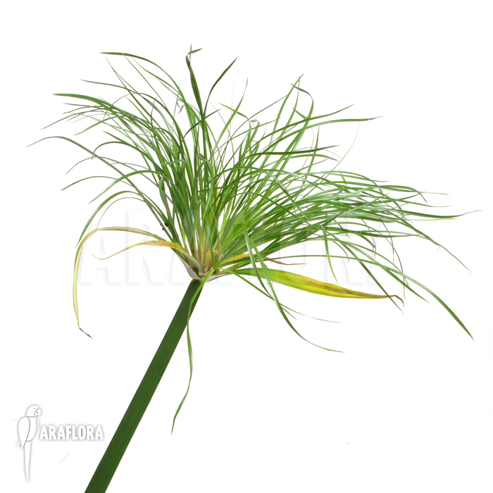 Cyperus papyrus &lsquo;Nana&rsquo;