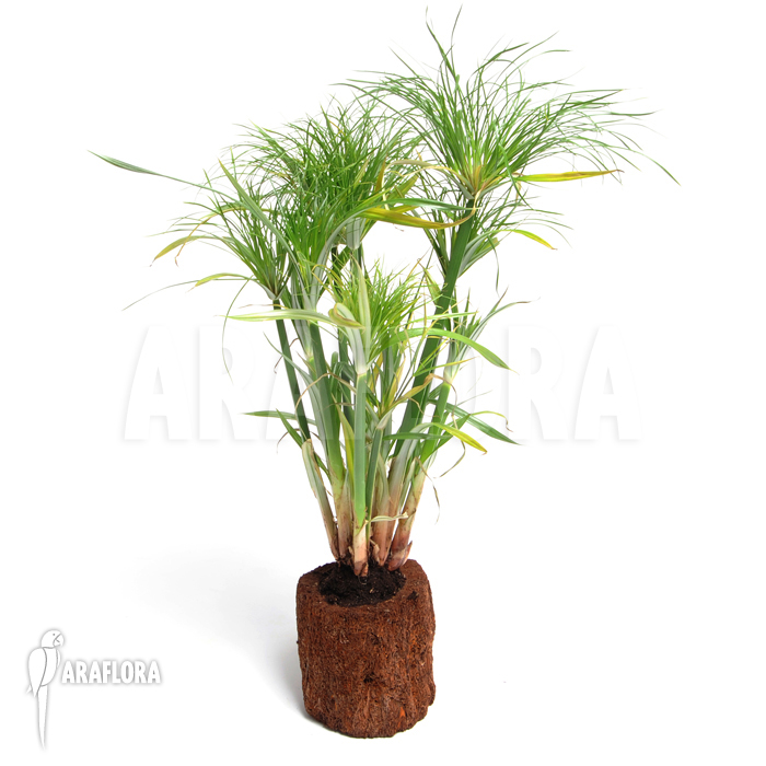 Cyperus papyrus &lsquo;Nana&rsquo;