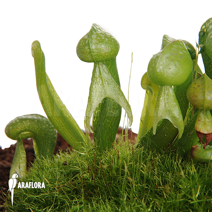 Darlingtonia californica &lsquo;M&rsquo;