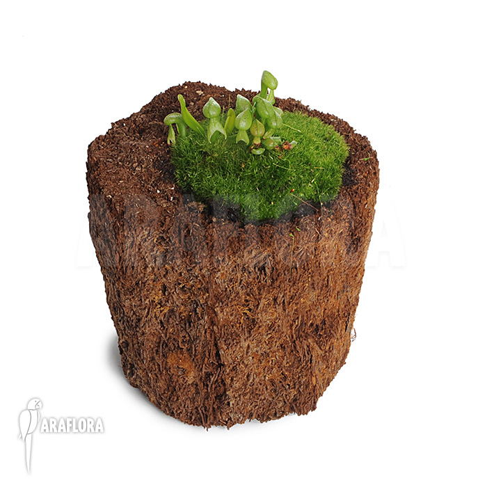 Darlingtonia californica &lsquo;M&rsquo;