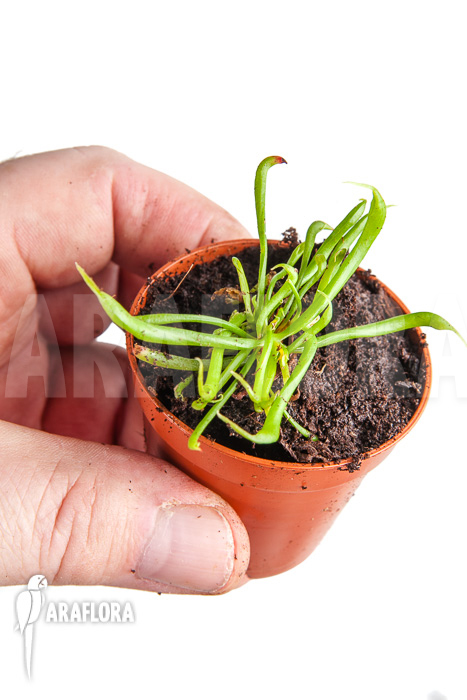 Darlingtonia californica &lsquo;Starter&rsquo;